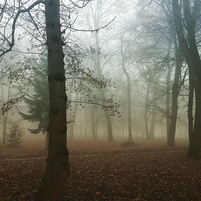 15251680_1594299784211808_539425777590992896_n