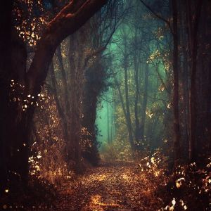 3c6c2dca2a31dd086f408e495ee084ff--mystical-forest-fairytale-forest